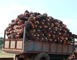 アブラヤシ中果皮中の油含有量の測定