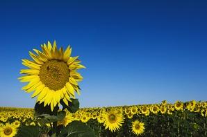 Analysis of Unsaturated Fat in Seed Oils